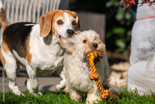 Beagle and Maltipoo Playing and Running Together in the Garden