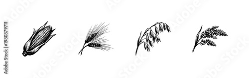 Cereal Grains and Agricultural Crops including Wheat Rice and Oats in Hand-Drawn Inky Doodle Style
