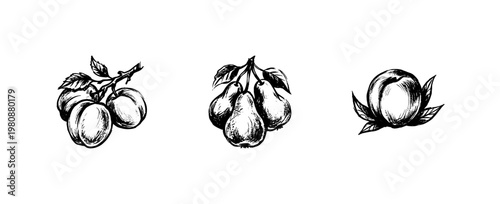 Garden Fruits and Orchard Harvest Elements with Inky Hand-Drawn Doodle and Organic Calligraphic Strokes