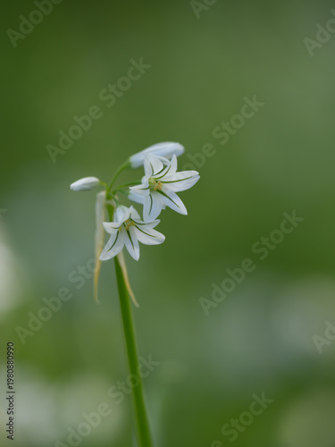 小さくて白いアリウム・トリケトラムの花