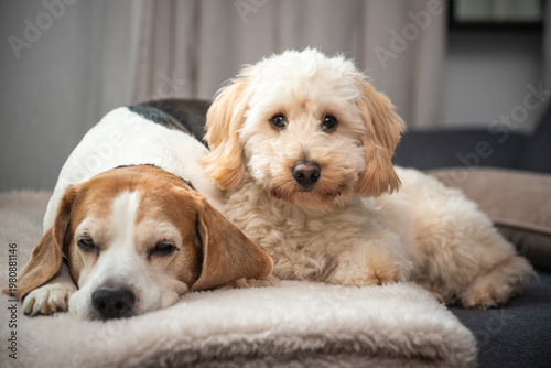 Maltipoo and Beagle Dogs Lying Together on a Soft White Blanket