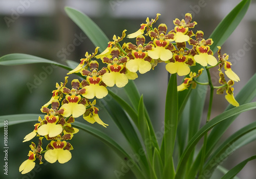 Close-up Bright Yellow Oncidium Orchid Bloom with Green Leaf Nature