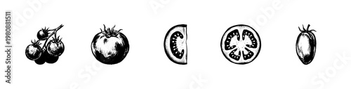 Fresh Garden Tomatoes and Organic Vegetable Harvest with Inky Hand-Drawn Doodle and Sketchy Handdrawn Textures