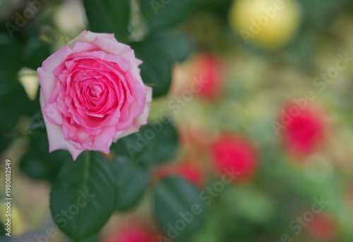 華やかな薔薇　マクロ