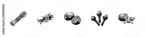 Culinary Herbs and Aromatic Spices for Cooking with Hand-Drawn Inky Doodle and Fluid Calligraphic Outlines