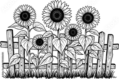 Beautiful Sunflowers Growing Behind Rustic Wooden Picket Fence In Garden Summer Nature Landscape Vintage Vector Illustration Isolated On White Background