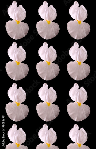 White iris flower pattern over black