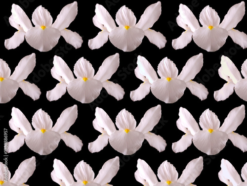 White iris flower pattern over black