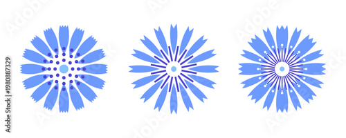 Medical herbs - chicory flowers. Vector graphic design illustraton for packing and emblem.