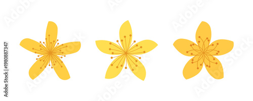 Medical herbs - tutsan flowers. Vector graphic design illustraton for packing and emblem.
