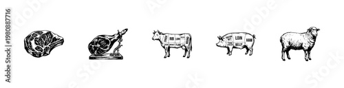 Meat Cuts and Livestock Butcher Guide with Hand-Drawn Inky Doodle and Vintage Sketchy Style