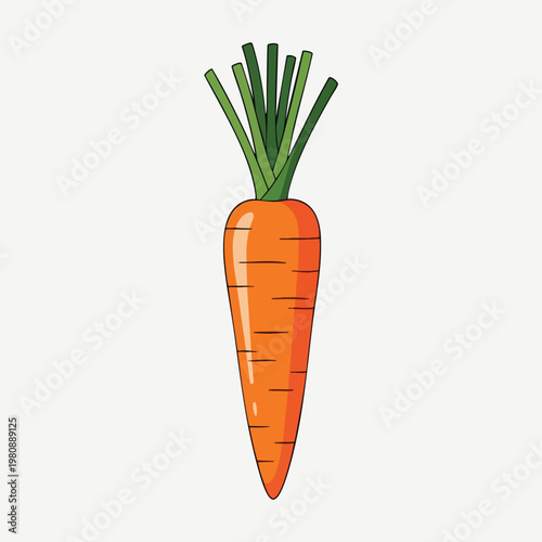 Fresh Organic Carrot with Green Leaves on White Background