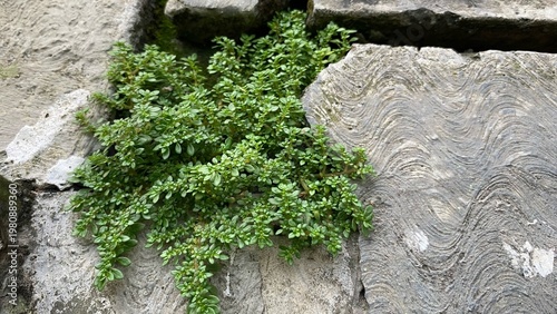 Small green plants grow between the stones, contrasting their natural textures. The combination of fresh leaves and rough stone surfaces creates an interesting visual.