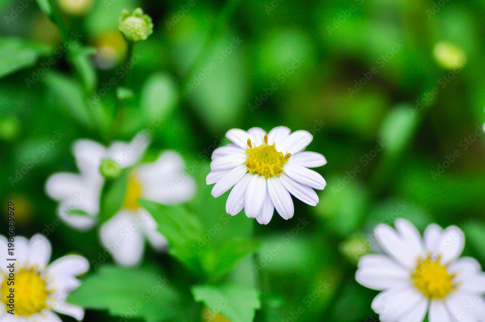 Fototapeta premium daisy flower or Japan daisy or Bellis perennis or daisy flower or Gold Carpet or Gloden Fleece or Asteraceae or white flower or purple daisy
