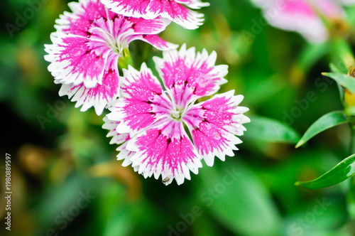 Bild auf Leinwand Dianthus chinensis or Caryophyllaceae or Dianthus chinensis L or Indian Pink or