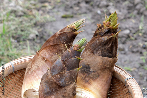 籠に入れた採れたての筍