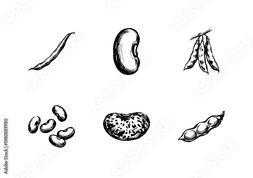 Fresh Garden Beans and Legume Pods with Hand-Drawn Inky Brush Strokes and Organic Calligraphic Outlines