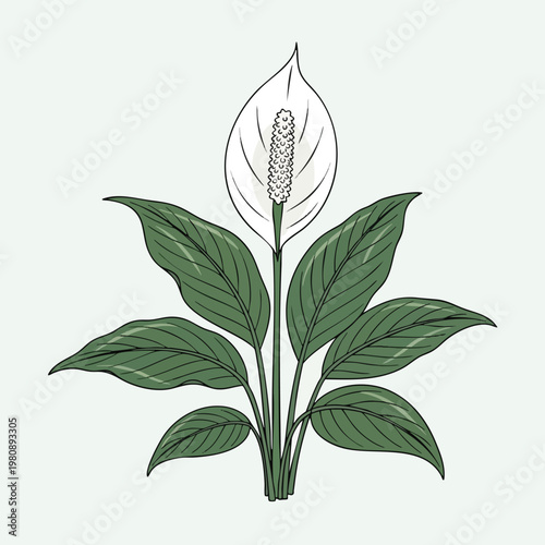 Herbal Plant with Green Leaves and Blossoming Flower for Natural Remedies