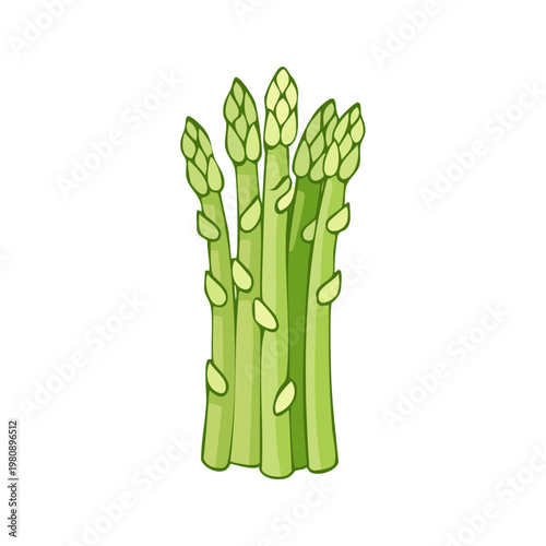 Fresh Green Asparagus Bundle Illustrated Vegetable Healthy Food Ingredient Ingredient