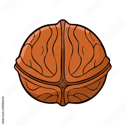 Whole Walnut Kernel with Detailed Texture and Natural Brown Color Isolated on White Background