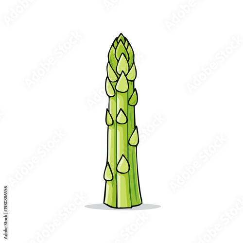 Fresh green asparagus stalk with edible florets and textured stem graphic illustration