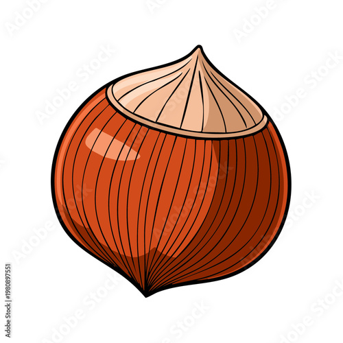Close up illustration of a single whole hazelnut with its outer shell intact and a distinct pointed tip
