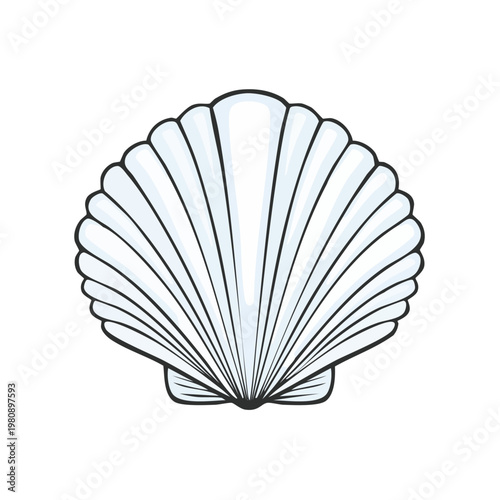 Stylized Illustration of a White Scallop Seashell with Radial Ribs and Outlines