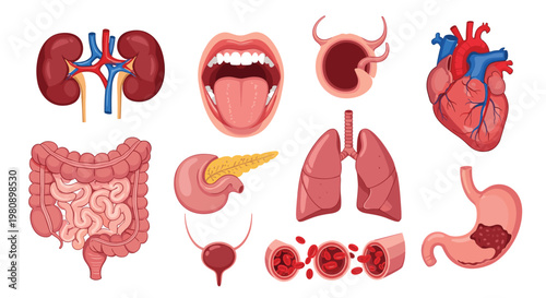 Educational collection of human internal organs including the heart, lungs, stomach, kidneys, and intestines for medical and health illustrations.