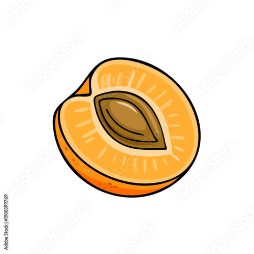 Hand drawn illustration of a halved apricot showing the seed and flesh