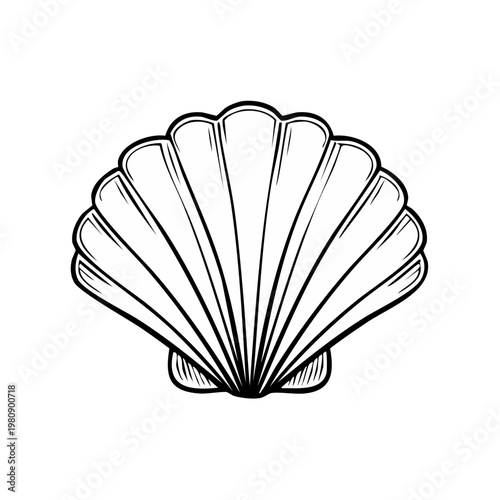 Stylized Illustration of a Scallop Shell with Radial Lines and Shading