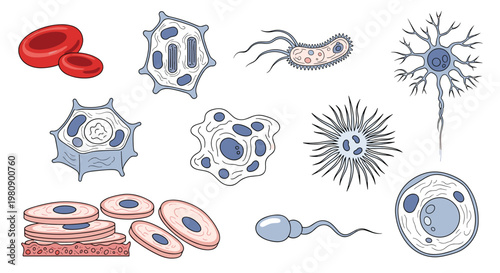 Educational illustration depicting a variety of cells including blood cells, nerve cells, sperm, and bacteria in detail.