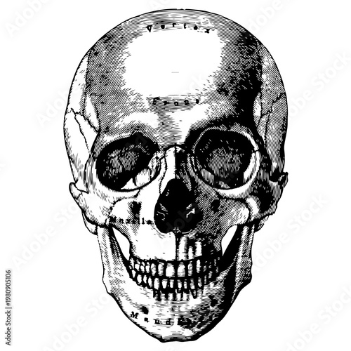 Fotografía skull on black illustration PNG Transparent