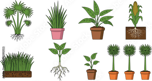 Plant Collection Vector Set Featuring Indoor Houseplants Grass Corn Crop Seedlings and Root Growth Botanical Illustration Pack