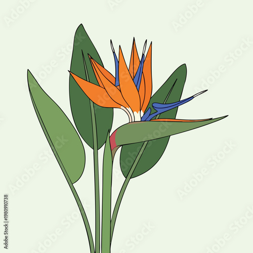 Elegant Illustration of a Tropical Bird of Paradise Flower with Green Foliage