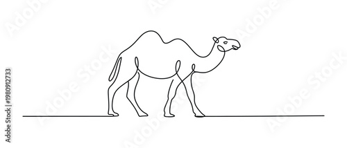 Camel walking on a straight line, vector illustration