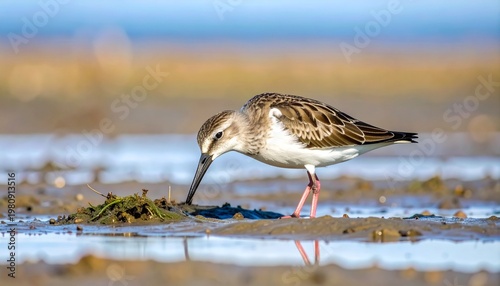 Tiny wading bird feeding on mudflat at golden hour in spring wetlands