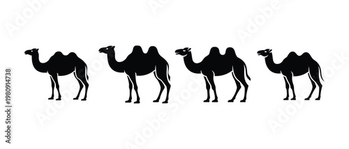 Four camels walking in a row, vector illustration