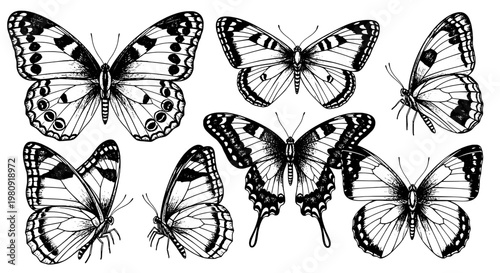 Butterfly sketch set with detailed wings, hand-drawn style line art and doodle speckles for nature, posters, and stickers
