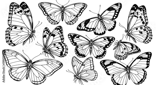 Butterflies ink sketch with fine linework and speckled wings, isolated doodle style for nature posters, cards, and educational graphics