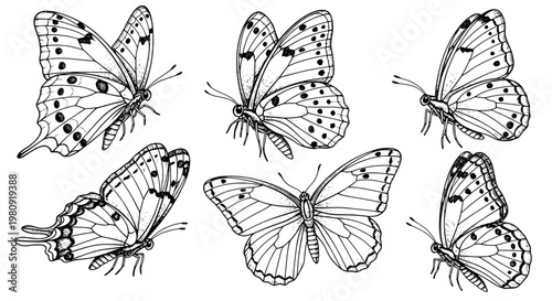 Butterfly sketch set with detailed wing spots, delicate antenna lines, and hand-drawn black ink style for nature design