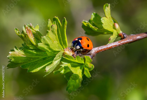 A seven spotted ladybug (Coccinella septempunctata) preying on aphids on a hawthorn branch. Natural pest management in a sustainable garden ecosystem.
