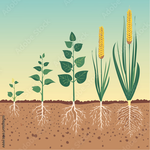 Agriculture Crop Growth Infographic Vector with Plant Root Systems and Underground Soil Cross Section