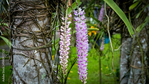 Kapow Phul or Foxtail Orchids of Assam blooming during Spring season 2