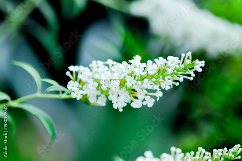 Buddleja, Buddleja davidii or Buddleja davidii White Profusion or Butterfly Bush or White Buddleia or white flower