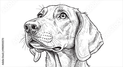Portrait of a vizsla dog looking up, detailed black and white illustration