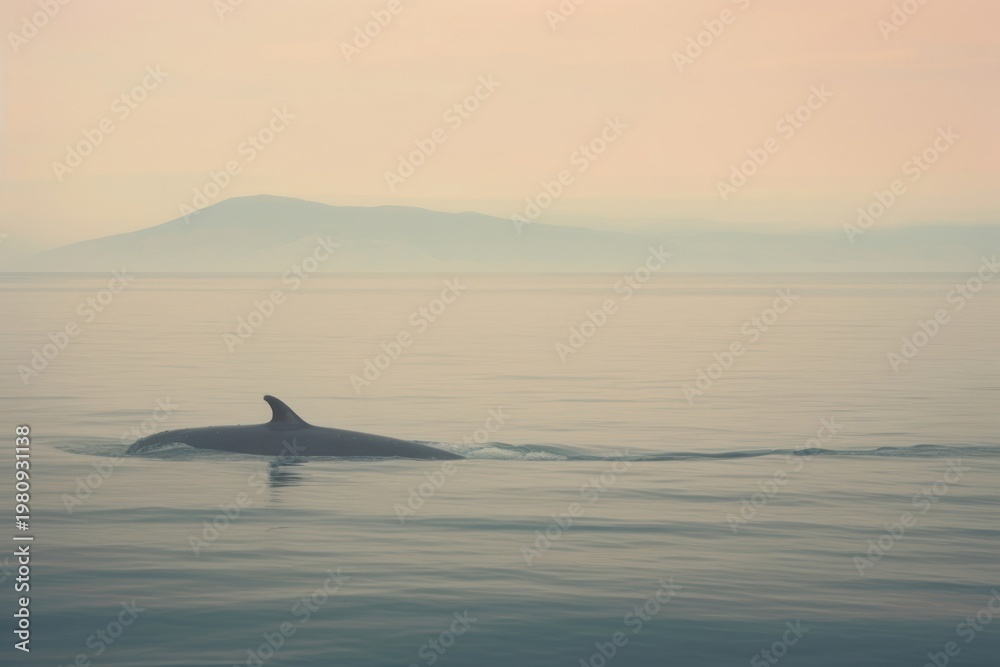 Fototapeta premium Whale ocean outdoors dolphin.