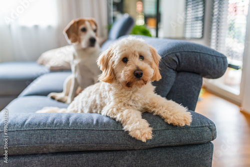 Maltipoo Puppy and Beagle Dog Sitting on a Blue Fabric Sofa