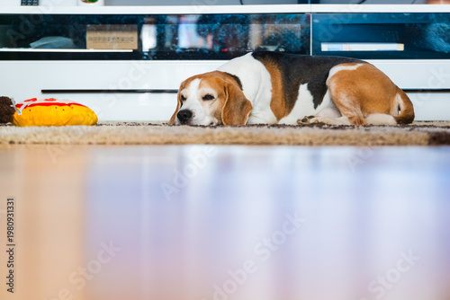 Tricolor Beagle Dog Sleeping on a Carpet in a Modern Living Room