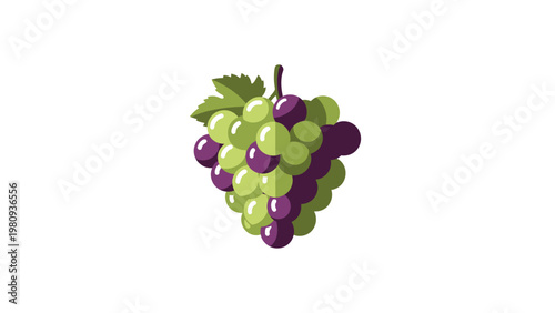 Fresh green and purple grape bunch.