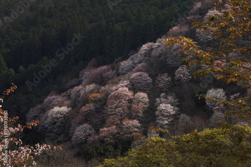 吉野の桜